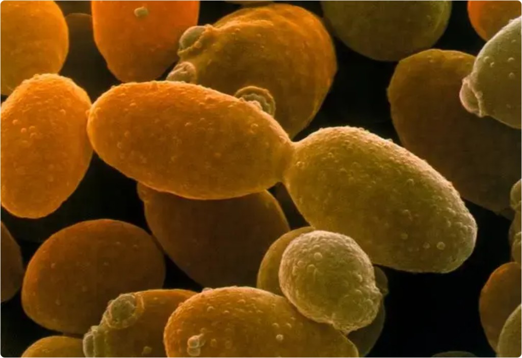 Microscopic yeast cells in warm gold light ??cellular imagery